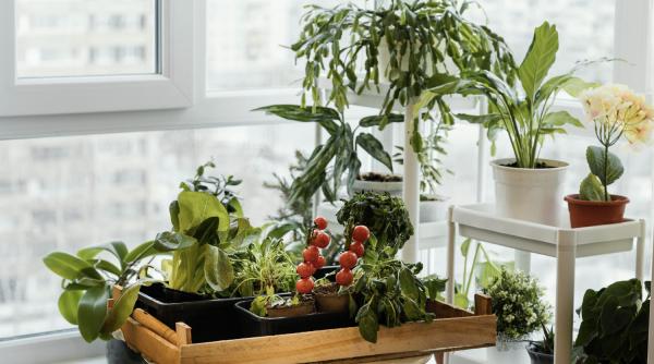 cum sa creezi un colt de relaxare pe balcon cu ajutorul plantelor