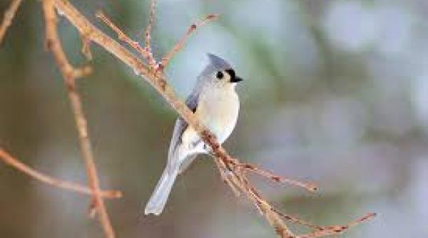 pasarile cantatoare diagnosticare devreme alzheimer parkinson