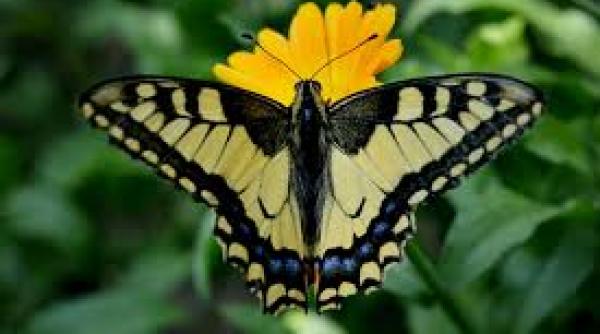 limba romana ce inseamna cuvantul metamorfoza