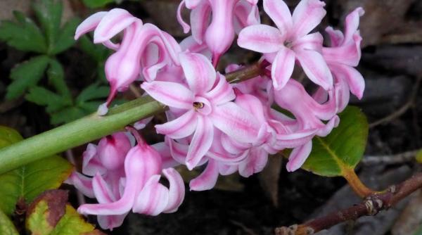sfaturi in gospodarie cand plantezi zambilele in gradina