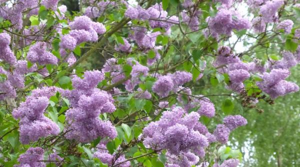 secrete plantare liliac flori bogate primavara gradina