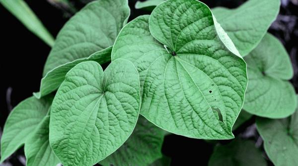 plante depresie anxietate