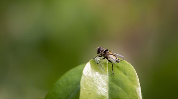 solutia naturala eficienta tine departe muste fructe