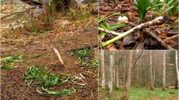 locul magic gorj vandalizat de turisti flori sumulse pamant cu bulbi