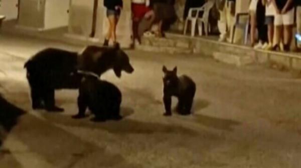 alerta ursoaica pui comuna mures