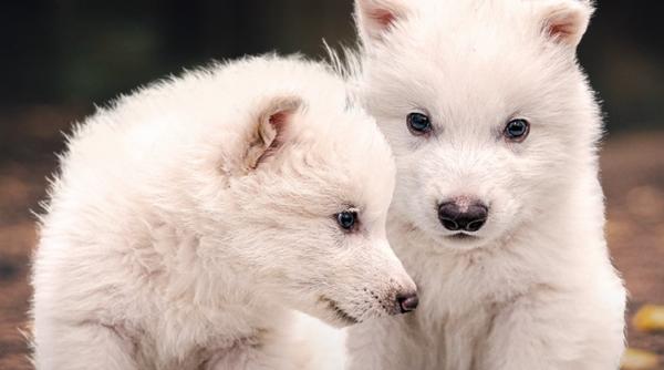 dire wolf lupi preistorici giganti game of thrones adusi viata companie biotech sua