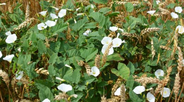 volbura o provocare pentru fermieri 4 aspecte ale unei abordari moderne de combatere si control