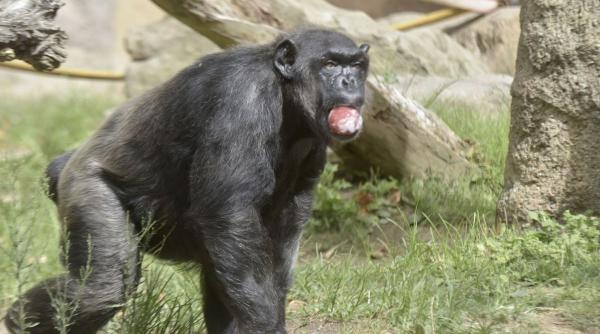 gradina zoologica barcelona ingrijire geriatrica animalele varstnice