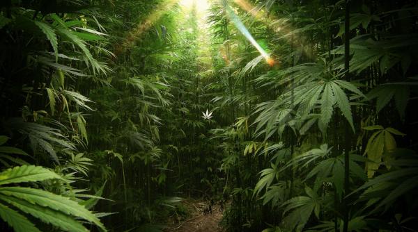 marijuana pericole beneficii