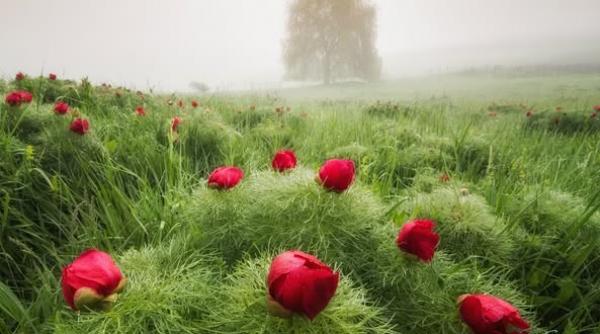 bujori stepa rezervatie