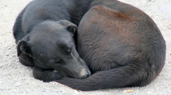 caini somn ghemuit comportament limbaj instinct