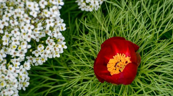 singurul loc europa creste bujorul de stepa