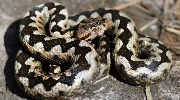 avertisment medici muscatura vipera