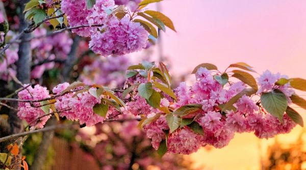 horoscop primavara 2025 reinventare zodie