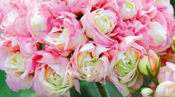 muscata trandafir regina balconului tau