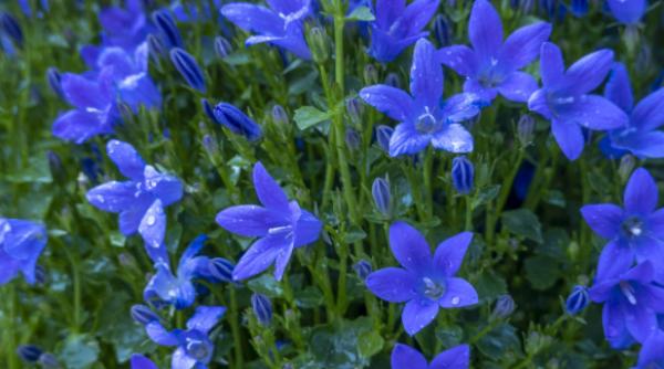 campanula albastra clopoteii care iti transforma gradina in 2025