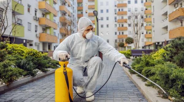 ghid complet pentru combaterea daunatorilor in bucuresti tot ce trebuie sa stiti