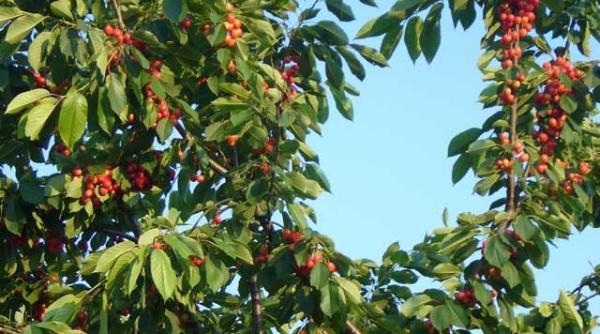 preturi aberante ciresele vand la bucata cat costa un kilogram