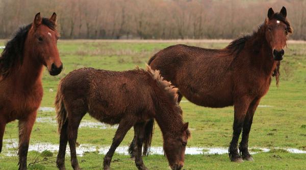 de ce dorm caii in picioare explicatia fascinanta din spatele acestui comportament unic