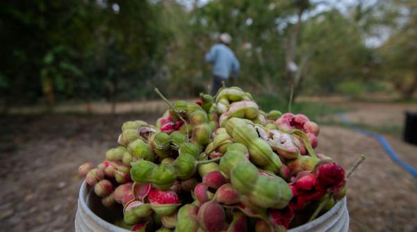 fructul puternice efecte antiinflamatorii cum consumi