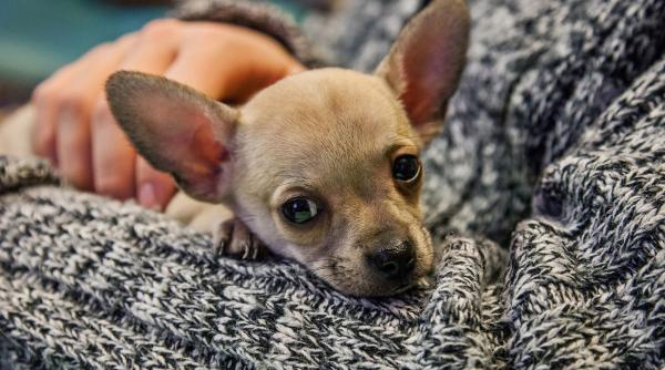 chihuahua tot ce trebuie sa stii despre aceasta rasa mica dar curajoasa