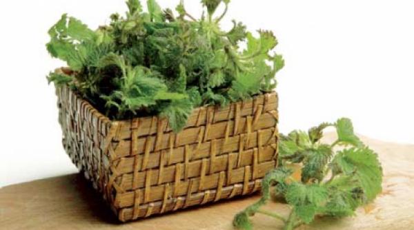 ceai urzici proaspete elixirul sanatatii tensiune arteriala