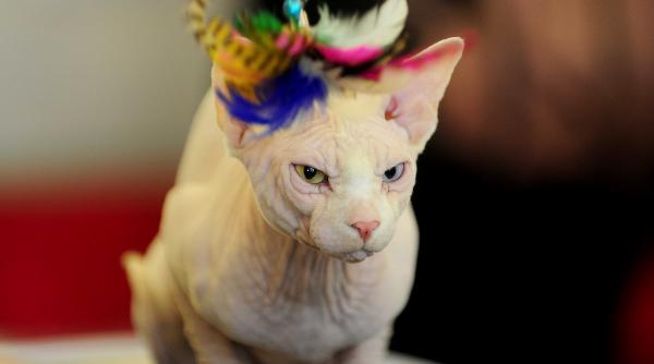 pisici de rasa toata europa superstaruri nascute romania