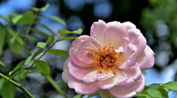 5 solutii naturale ingrijirea trandafirilor gradina