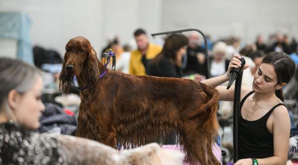 tot ce trebuie sa stii despre cainele setter frumusete in miscare