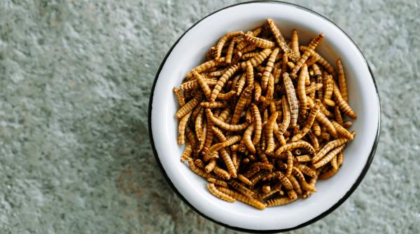 16 specii insecte aprobate consum singapore