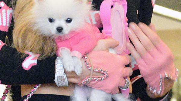 pomeranianul cum sa ai grija de cel mai adorabil caine de talie mica