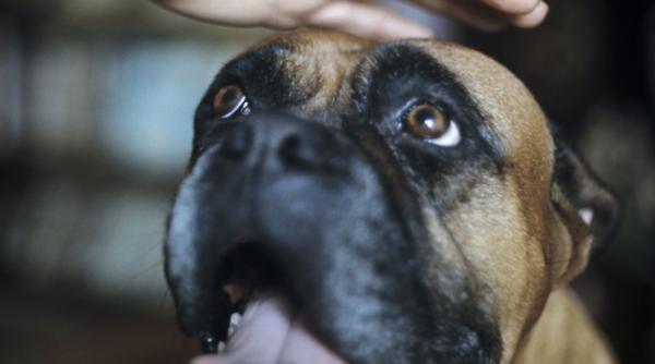 boxer tot ce trebuie sa stii despre acest caine atletic si loial