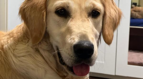 animal companie vindeca boli fizice psihice