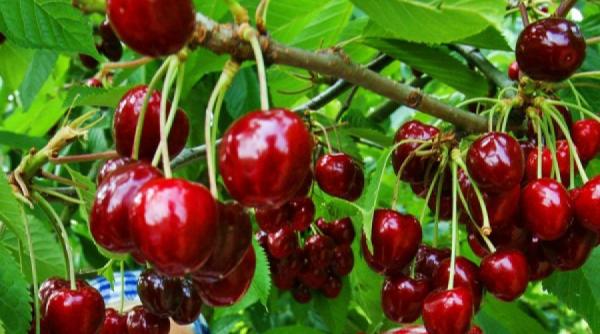 pret socant la cirese la jumatatea lunii mai producatorii dau vina pe vreme