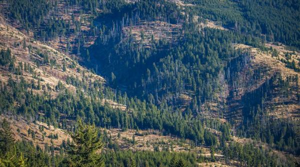 distrugere paduri 2024 pierdut suprafata egala 18 terenuri fotbal minut