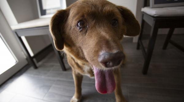 ce inseamna cand cainele tau iti linge picioarele