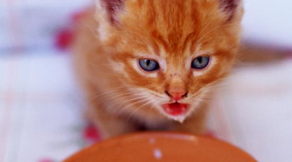 lapte interzis pisici face rau