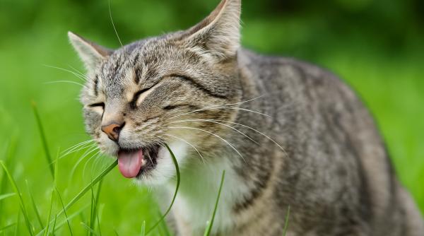 de ce mananca pisicile iarba iata raspunsul veterinarilor
