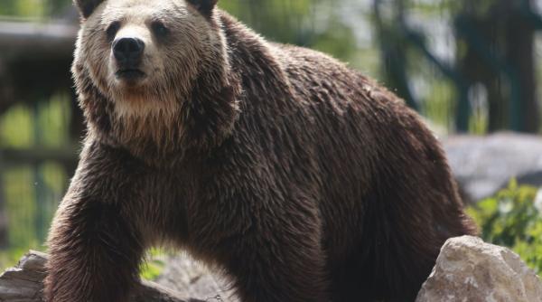 slovacia masuri drastice ursi sute animale impuscate carnea vanzare consum