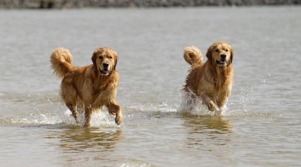 cum sa i consumi energia unui golden retriever idei utile si amuzante