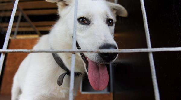 reguli adaposturi caini transmisii live