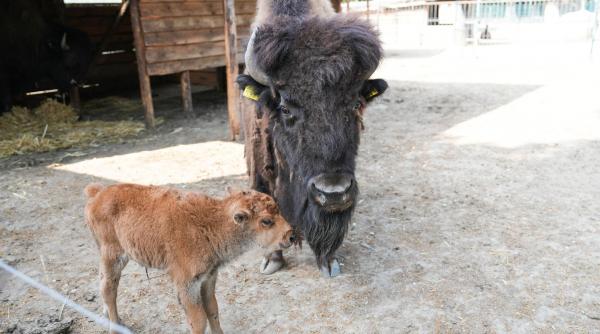 un pui de bizon american noul membru al gradinii zoologice craiova