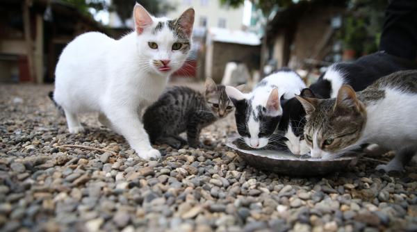 pisici abandon proprietar sanctionat