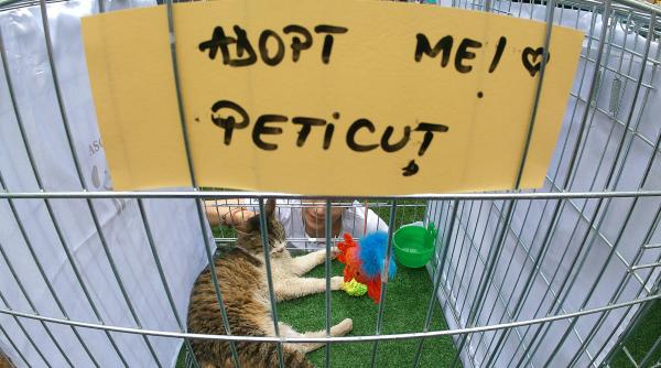 targ adoptii caini pisici parcul obor