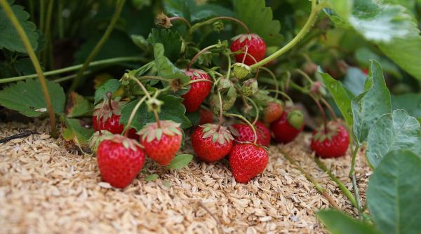 cum ingrijesti capsunile secret fructe delicioase sanatoase