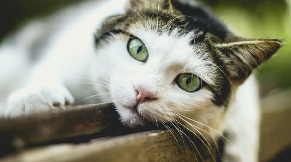 cele mai frumoase nume pisici inspirate culura japoneza