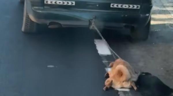 cruzime fara margini caini legati masina tarati drum maglavit dolj