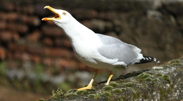 operatiunea pescarusul furios scotia cere summit impotriva pasarilor agresive