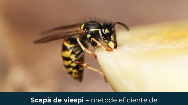 scapa de viespi metode eficiente de combatere si prevenire