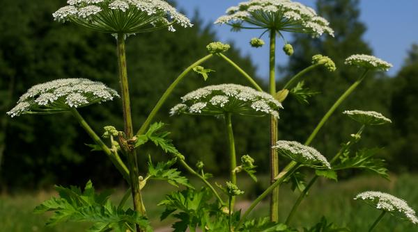 umbra mortii branca ursului uriasa planta arde pielea mutileaza locuri gaseste romania